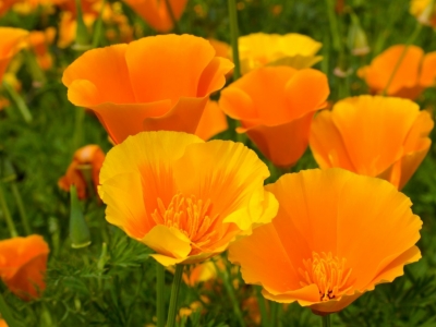 Pavot de Californie : bienfaits, sommeil et secrets de cette plante apaisante